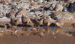 Image of Crowned Sandgrouse