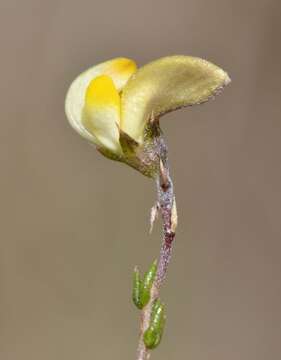 Image of Aspalathus microphylla DC.