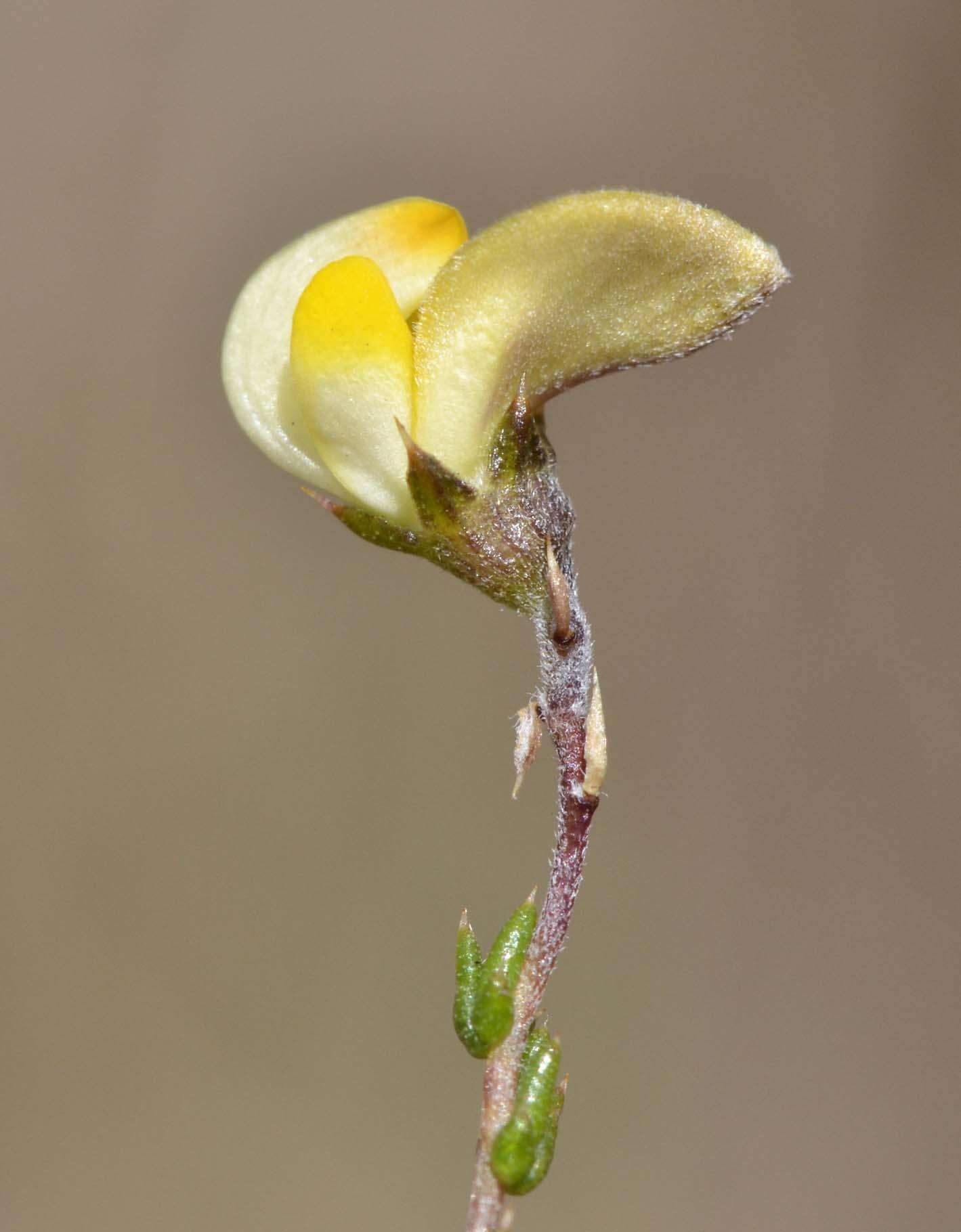 Image of Aspalathus microphylla DC.