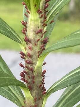 Image of Red Goldenrod Aphid