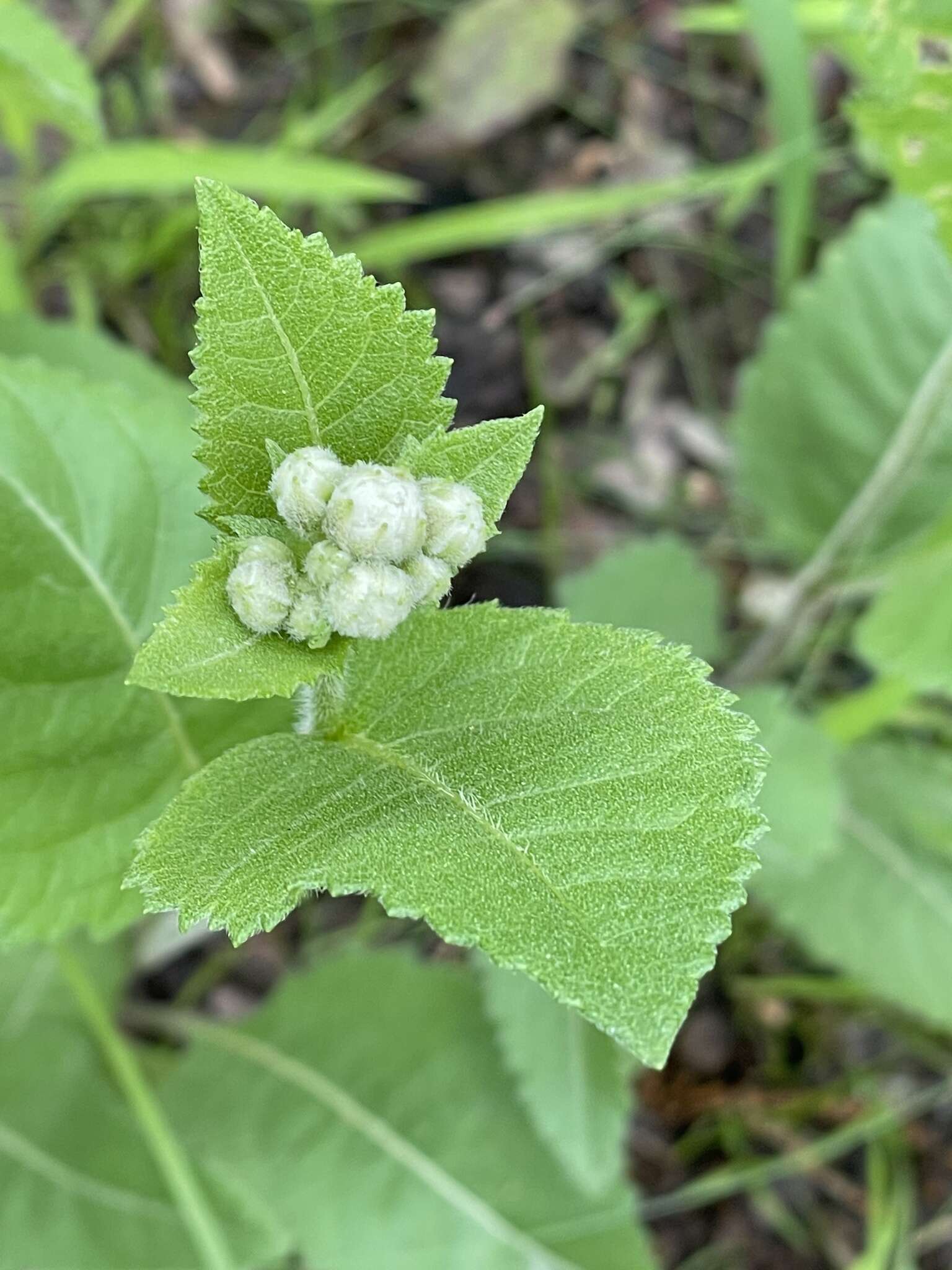 Plancia ëd Parthenium hispidum Rafin.