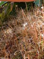 Image of Epilobium brunnescens (Cockayne) Raven & Engelhorn