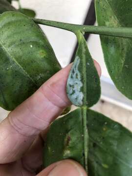 Image of Citrus leafminer