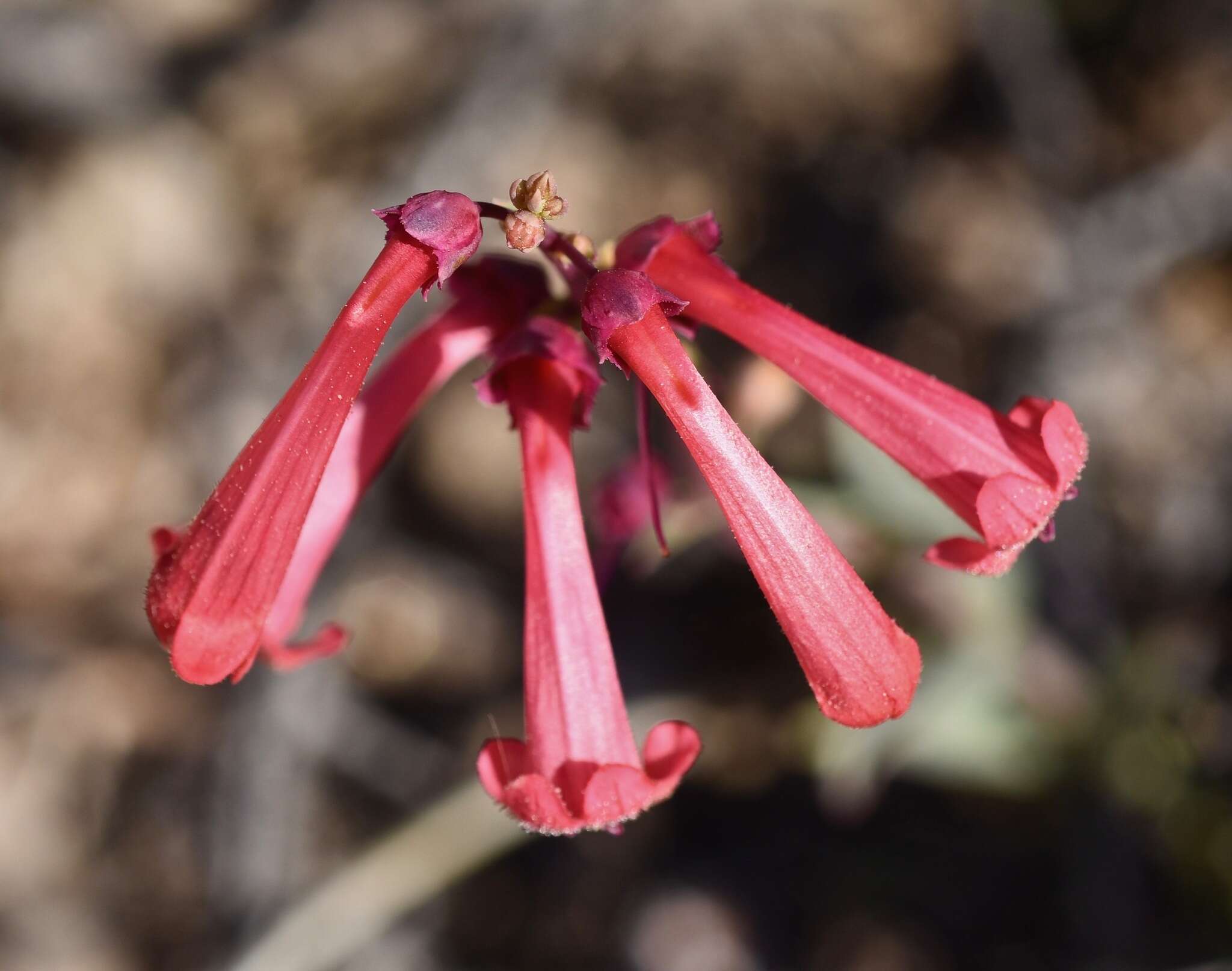 Image of Utah penstemon