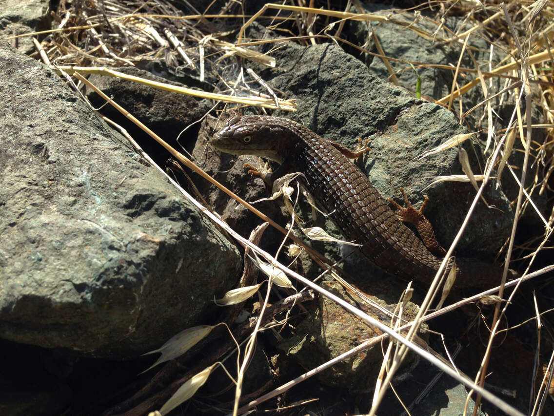 Image of Southern Alligator Lizard