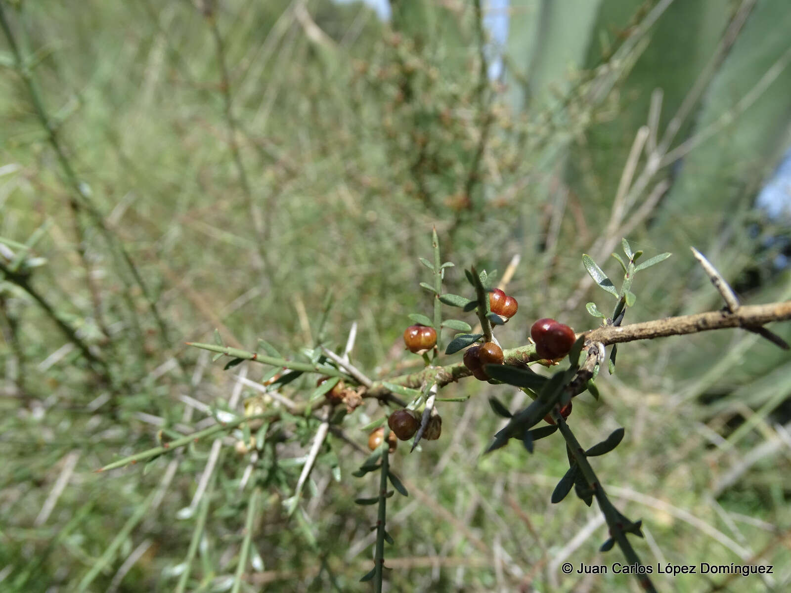 Adolphia infesta (Kunth) Meissn. resmi