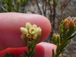 Image of Phylica imberbis Berg.