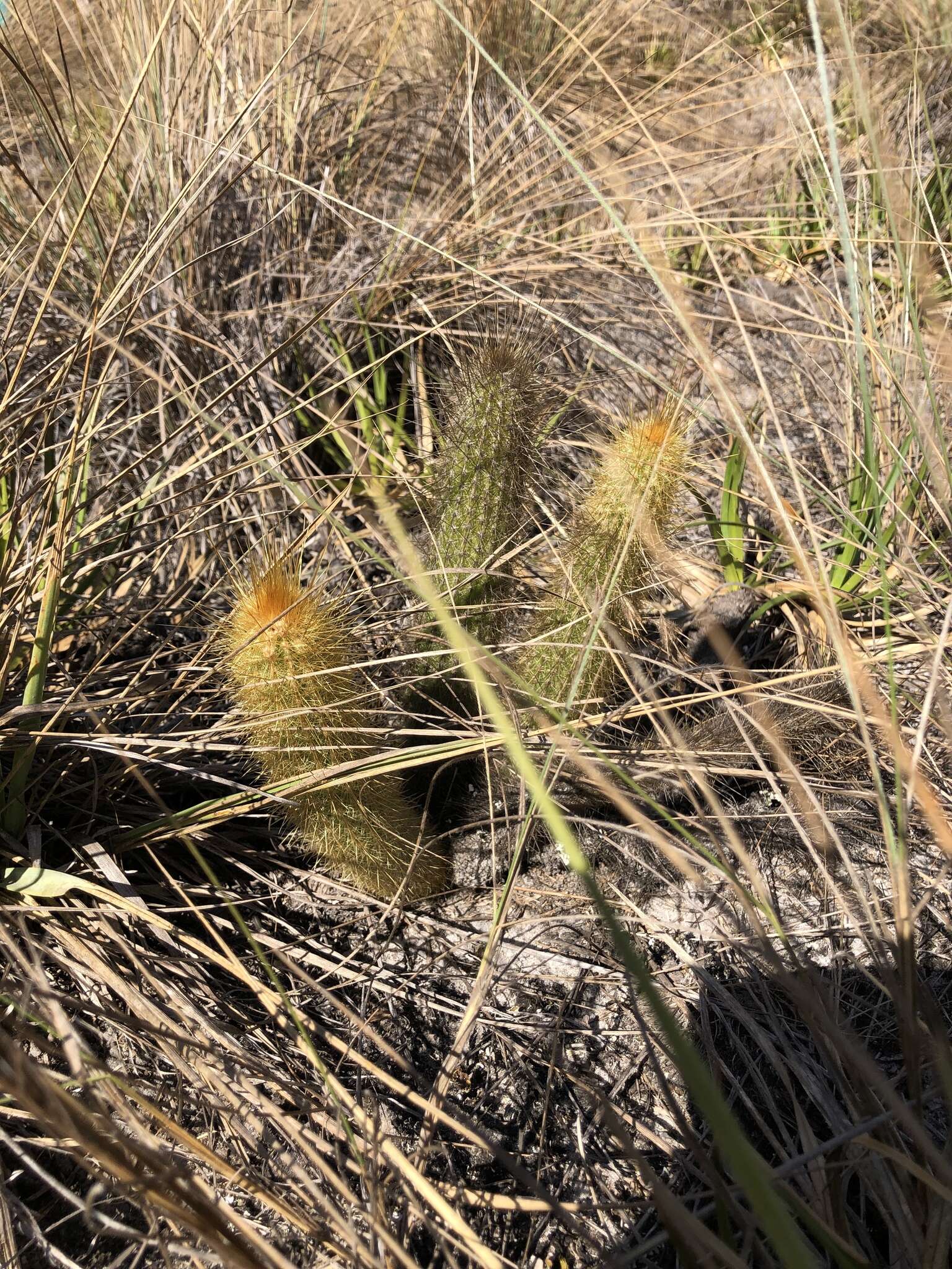 Image of Cactus