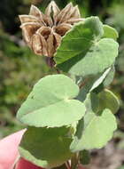 Image of Abutilon sonneratianum (Cav.) Sweet
