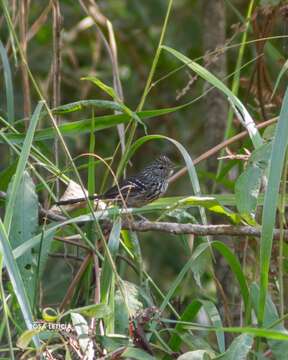 Image of Dusky-tailed Antbird