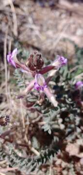 Image of woolly locoweed