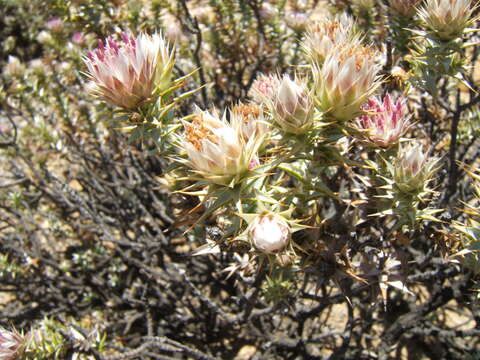 Image of Macledium relhanioides (Less.) S. Ortiz