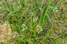 Imagem de Lysimachia candida Lindl.