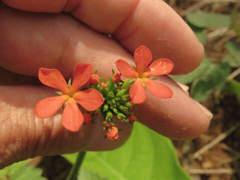 Image of Psiguria triphylla (Miq.) C. Jeffrey