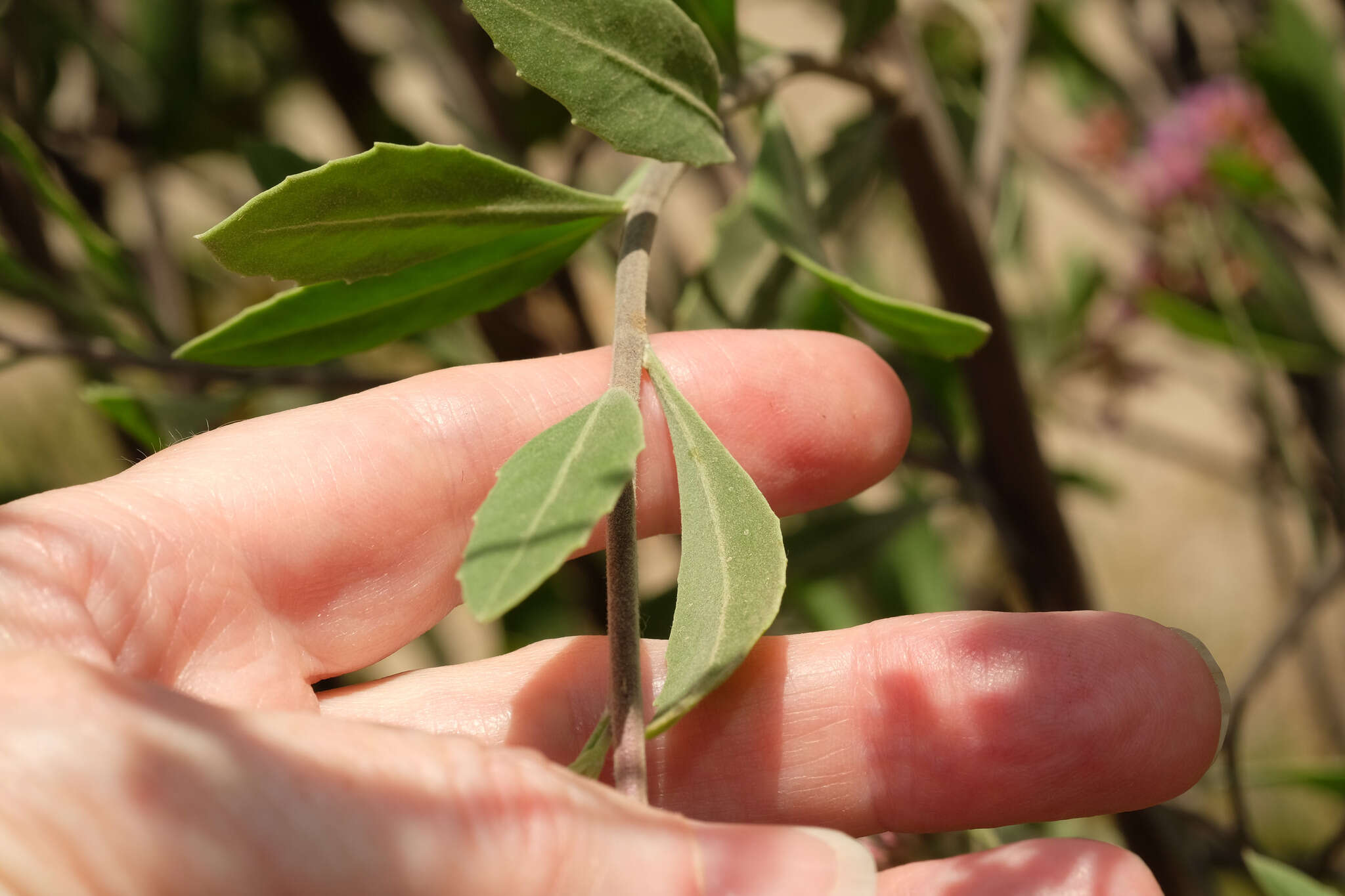 Image of Tessaria integrifolia Ruiz & Pav.