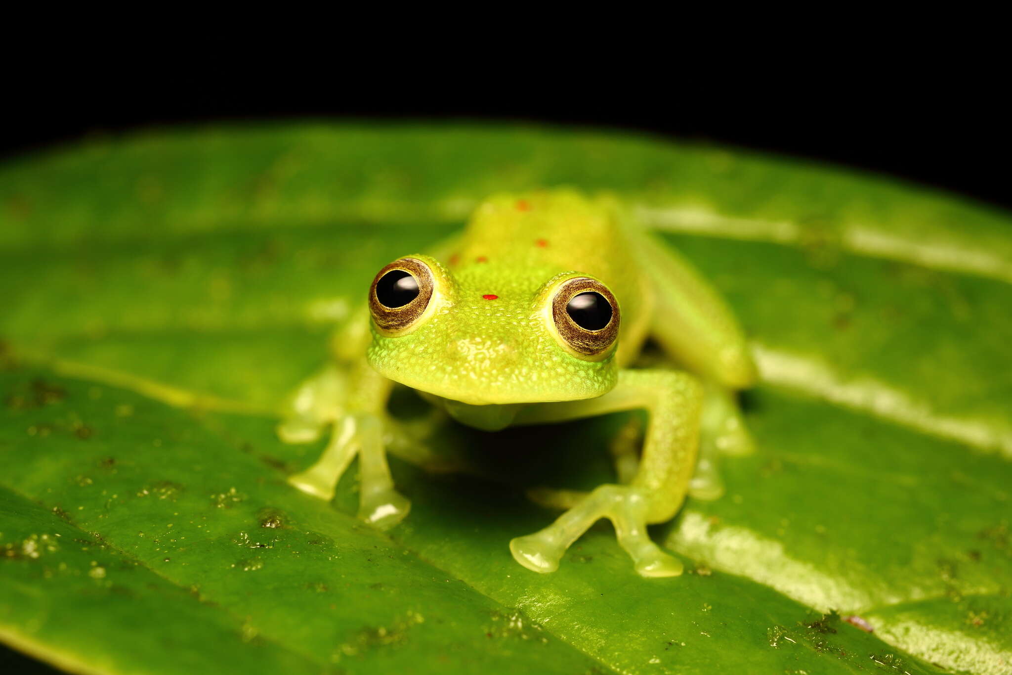 Image of Nymphargus grandisonae (Cochran & Goin 1970)