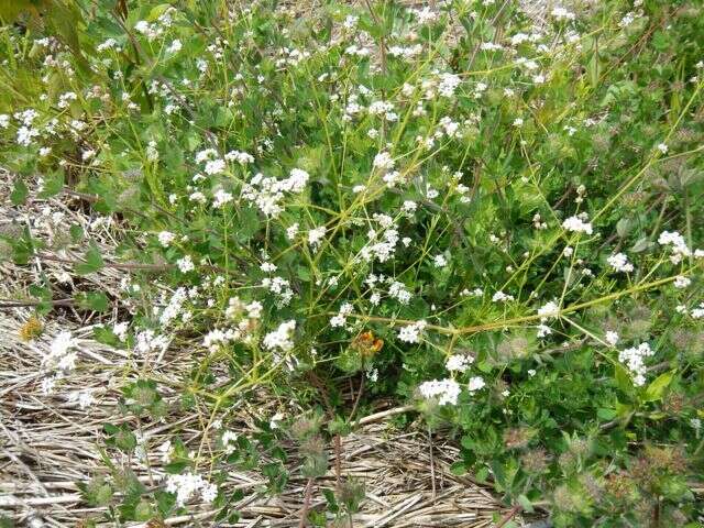 Image of threepetal bedstraw