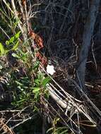 Image of Mangrovevine