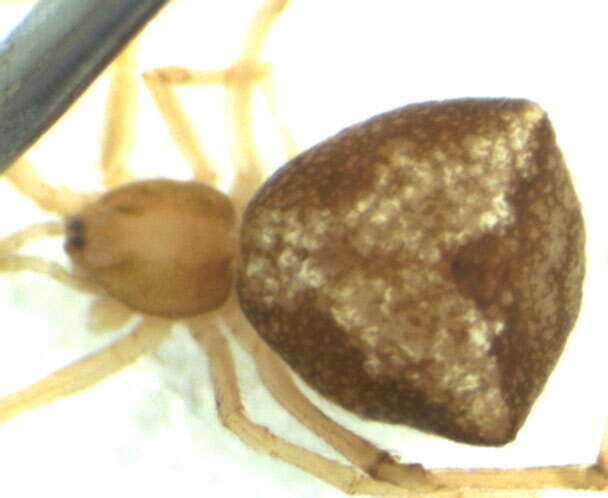 صورة Janula erythrophthalma (Simon 1894)