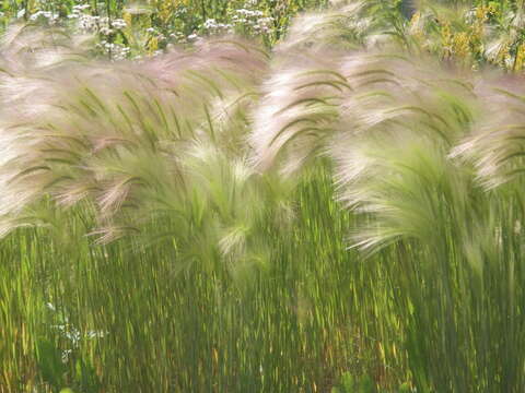 Image of Hordeum jubatum L.