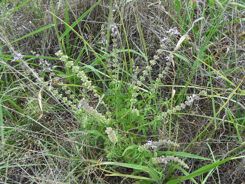 Image de Ocimum americanum L.