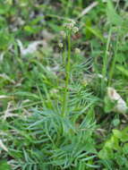 Image de Valeriana stolonifera subsp. angustifolia