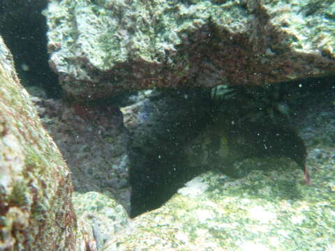 Image of Large-banded Blenny