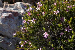 Image of Acmadenia sheilae I. J. M. Williams