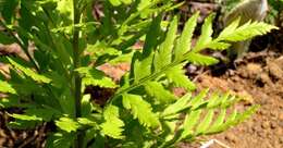 Image of Dryopteris athamantica (Kunze) O. Kuntze