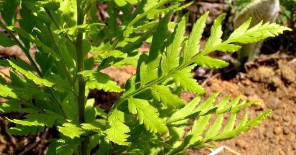 Image of Dryopteris athamantica (Kunze) O. Kuntze