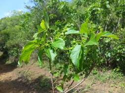 Слика од Alchornea alnifolia (Bojer ex Baill.) Pax & K. Hoffm.