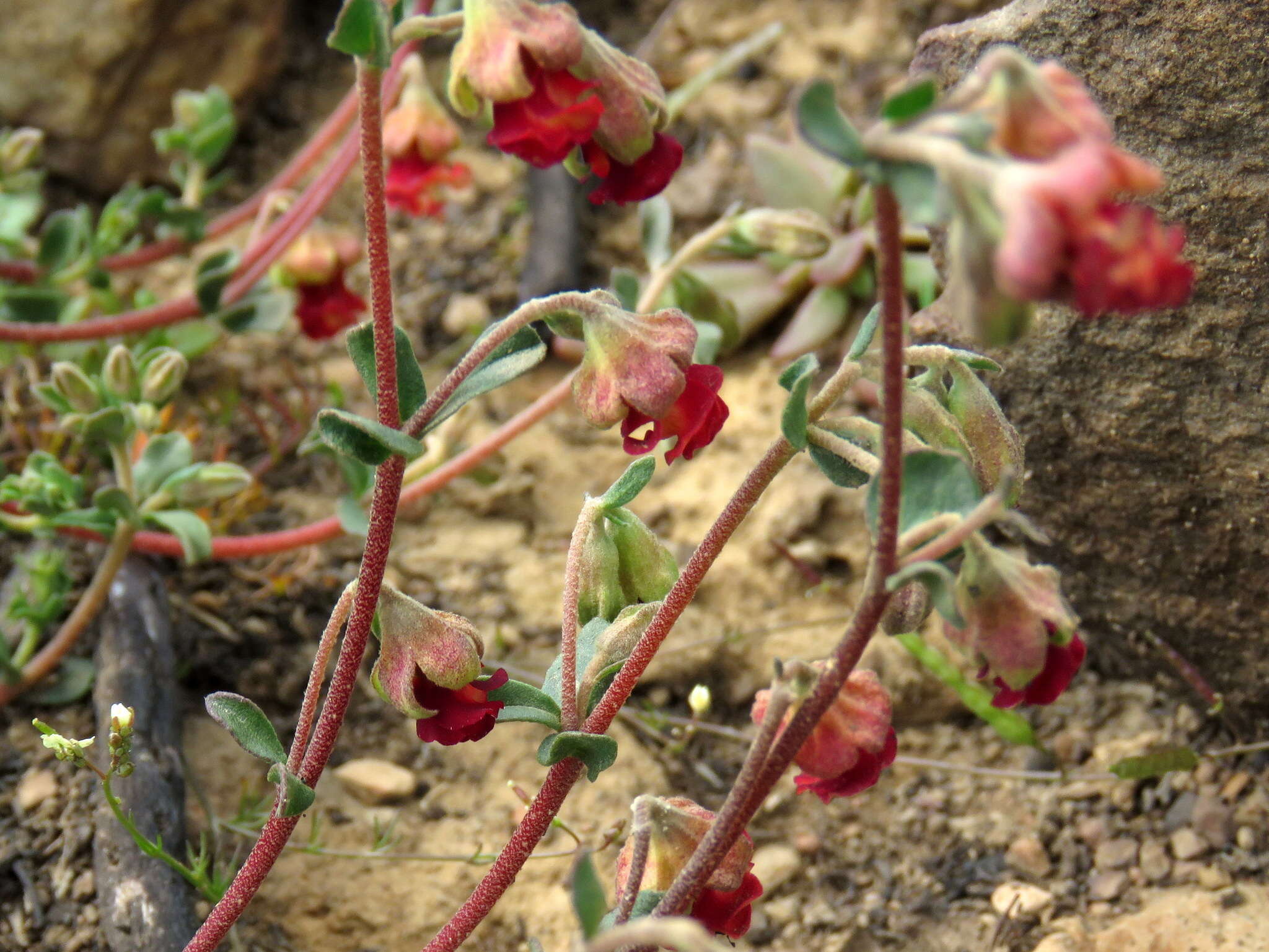 Hermannia ternifolia C. Presl的圖片