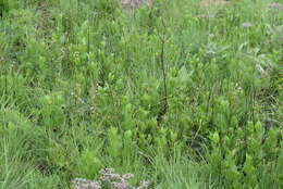 Image de Ophrestia oblongifolia (E. Mey.) H. M. L. Forbes