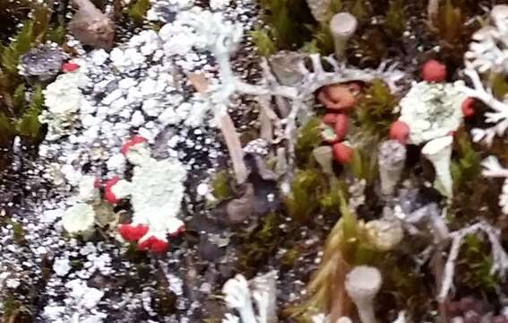 Image of boreal cup lichen