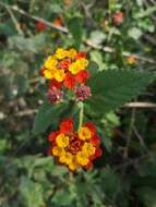 Image of Lantana horrida Kunth