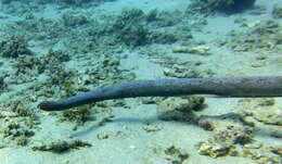 Image of Olive Sea Snakes