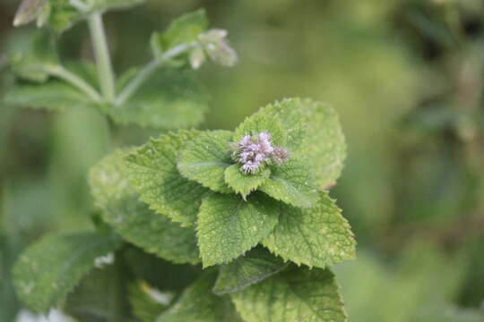 Imagem de Mentha villosa Huds.