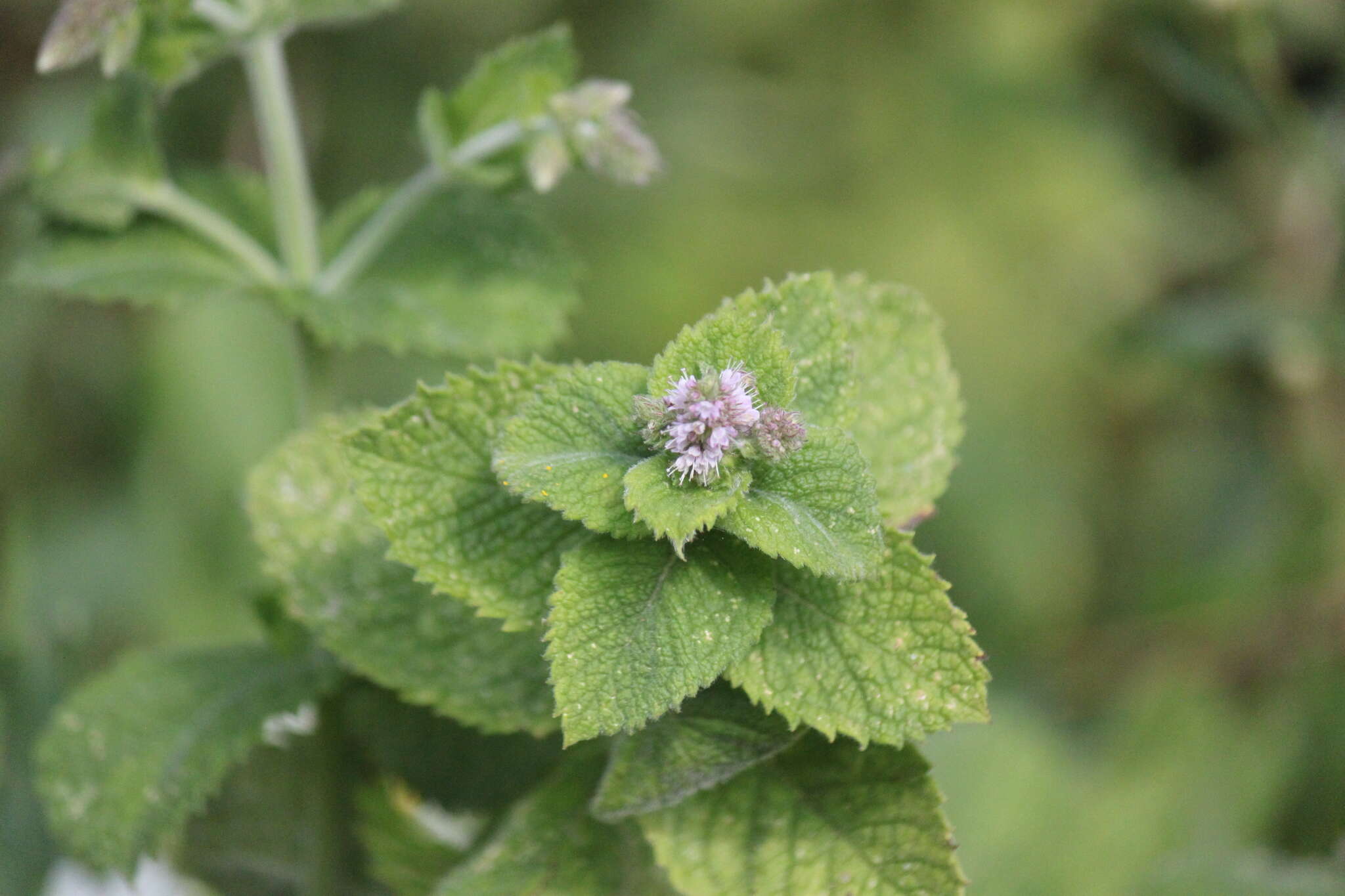 Mentha villosa Huds.的圖片