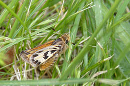 Image of Hylephila fasciolata Blanchard 1852