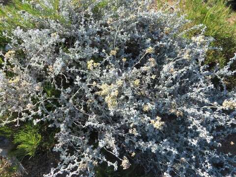 Image de Helichrysum pandurifolium Schrenk