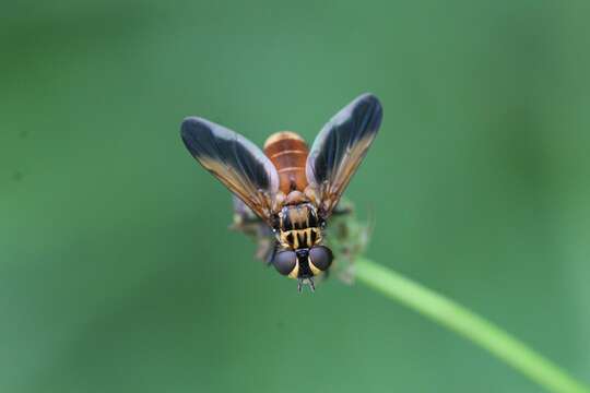 Image of Trichopoda pictipennis Bigot 1876