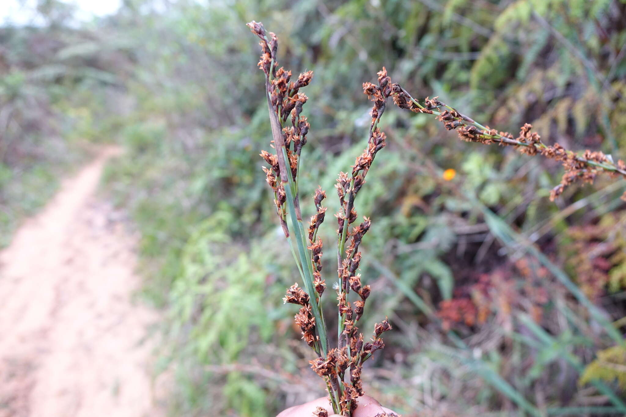 Image of Costularia pantopoda (Baker) C. B. Clarke ex Cherm.