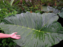 Image of giant taro