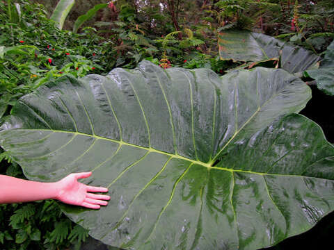 Imagem de Alocasia macrorrhizos (L.) G. Don