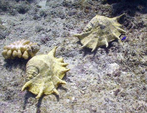 Image of Giant spider conch