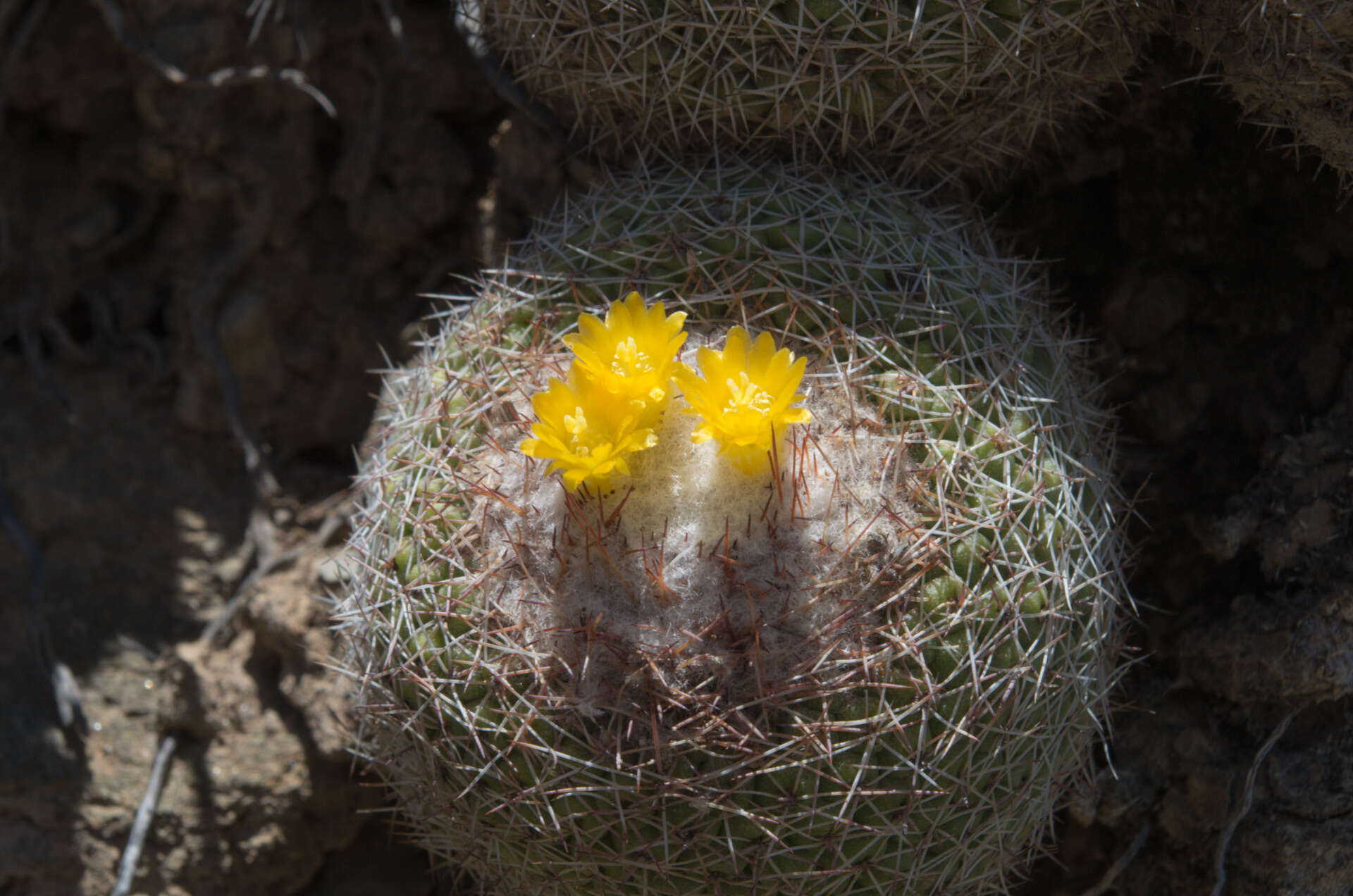 Parodia gibbulosoides F. H. Brandt resmi