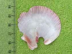 Image of Bermuda sand scallop