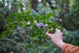 Image of Poikilacanthus macranthus Lindau