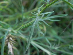 Слика од Centaurea ambigua Guss.