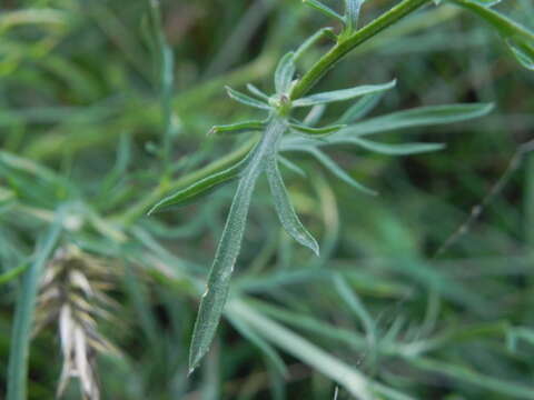 Centaurea ambigua Guss. resmi